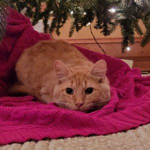 Meet your Posher, Posh